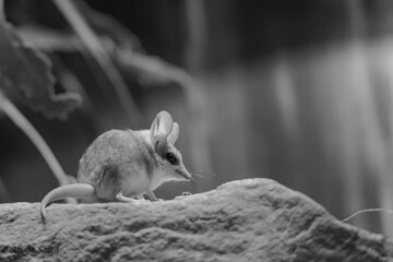 Closeup shot of North African elephant shrew in gray scale
