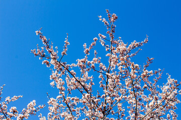 Flowers background. Spring flowers on tree branches.