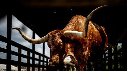 Closeup shot of the Texas longhorn cattle in its cage