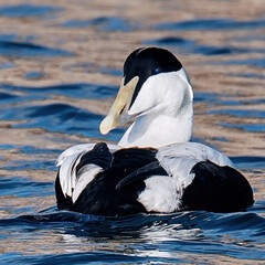 Closeup shot of black and white common eider floating on water