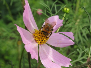 butterfly on flower