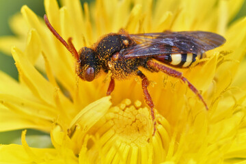 Closeup on a colorful lathbury's nomad bee, Nomada lathburiana sitting in yellow dandelion flower