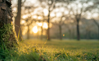 Park o wschodzie słońca,  źdźbła trawy oświetlone porannym słońcem.