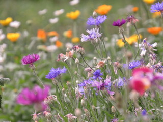 Obraz premium field of wildflowers