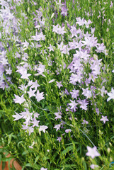 Obraz na płótnie Canvas Light Purple Campanula flowers. Campanula Portenschlagiana