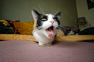 Closeup of the calico cat with catnip.
