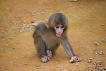 Closeup of juvenile Japanese macaque, Macaca fuscata.