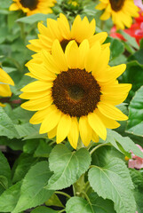 Helianthus annuus, small and potted sunflowers. small flower size