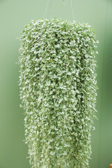 Dichondra Repens plant is grown at the nursery