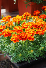Obraz na płótnie Canvas Tagetes patula French marigold in bloom, orange yellow flowers, green leaves full bloom