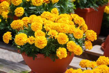 Tagetes patula French marigold in bloom, yellow flowers, green leaves full bloom