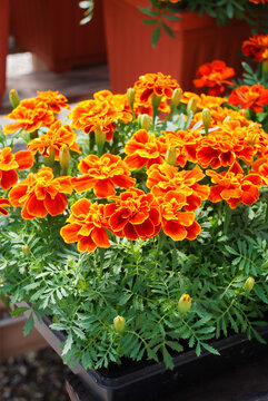 Tagetes patula French marigold in bloom, orange yellow flowers, green leaves full bloom