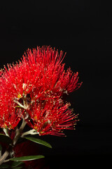 Vertical shot of a beautiful red southern rata (Metrosideros umbellata) flower on a black background