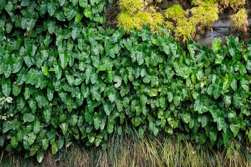 Beautiful shot of green Philodendron and Peat moss plants on the wall