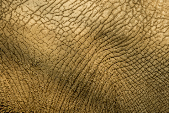 Close Up Shot Of An Elephant Skin