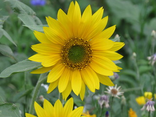 sunflower in the field