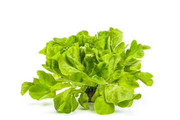 Fresh, green oak lettuce with root isolated on white background