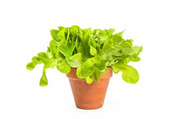 Fresh, green oak lettuce in clay pot isolated on white background