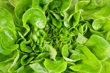 Green oak lettuce texture background. Fresh lettuce leaves with water drops