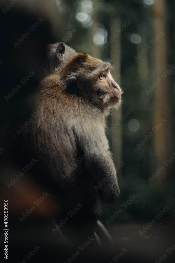 Poster selective focus shot of monkeys sitting on a tree in the park