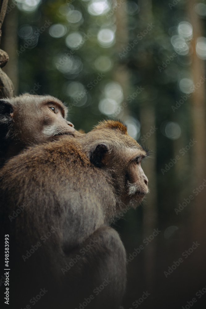 Poster selective focus shot of monkeys sitting on a tree in the park