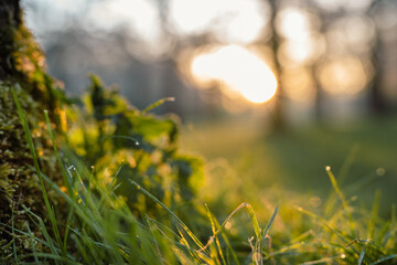 Park o wschodzie słońca, źdźbła trawy oświetlone porannym słońcem.