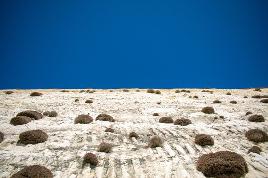 Plants growing from Peacehaven cliffs in East Sussex, England.
