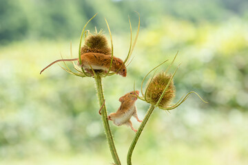 Closeup shot of a pair of harvest mice climbing up a plant