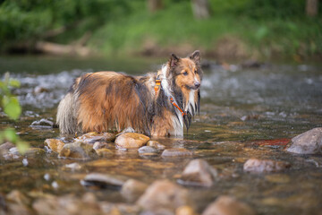 Shetland Sheepdog (Sheltie) Dog playing at the lake in summer.
