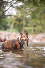 Shetland Sheepdog (Sheltie) Dog playing at the lake in summer.