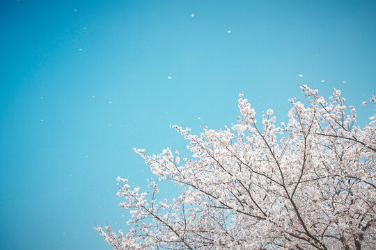 cherry blossom