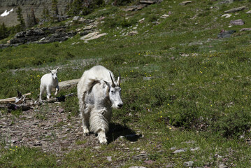 Rocky mountain goats in Glacier National Park