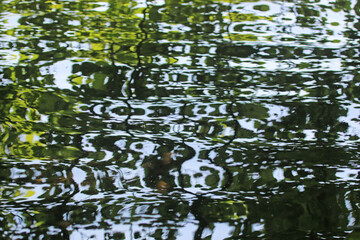 Reflections of trees in a lake	