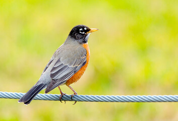 Colorful American Robin 