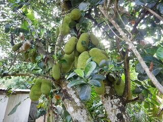 jackfruit