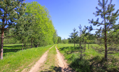 Spring landscape in countryside. 