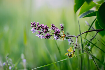 Purple syringa plant. Lilac flowers. 