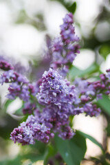 Purple syringa plant. Lilac flowers. 