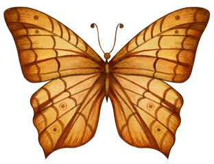 Fototapeta na wymiar Watercolor drawing of a yellow butterfly