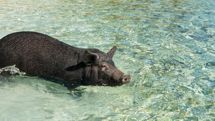 tropical sea ocean pig water bahamas