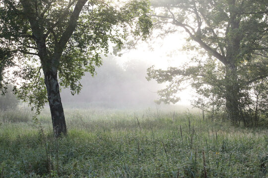 Misty morning in a park in Vaxjo, Sweden