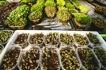 microgreens healthy eco gardening permaculture