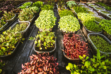 microgreens healthy eco gardening permaculture