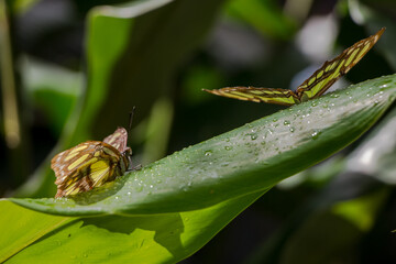 Two malachite butterflies standing on a green plant leaf in bright sunlight with blurred background