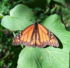 A Butterfly On A Leaf. Monarch Butterfly Perching On A Large Green Leaf Catching Sun After A Long Day Of Travel