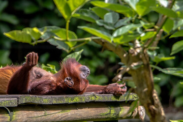 An Orangutan sleeping on its back on a wooden board in its enclosure at the zoo in bright sunlight