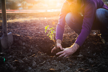 planting a tree in springtime new life concept