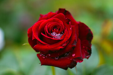 red rose with water drops