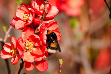 Selective of a Bombus terrestri insect on a Chaenomeles japonica plant © Unknown Unknown931/Wirestock Creators