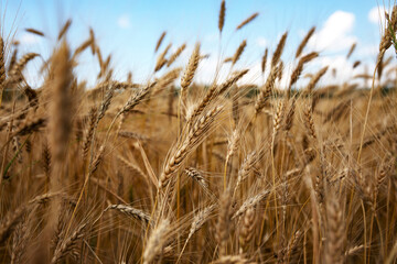 golden wheat field, agriculture, harvest concept.